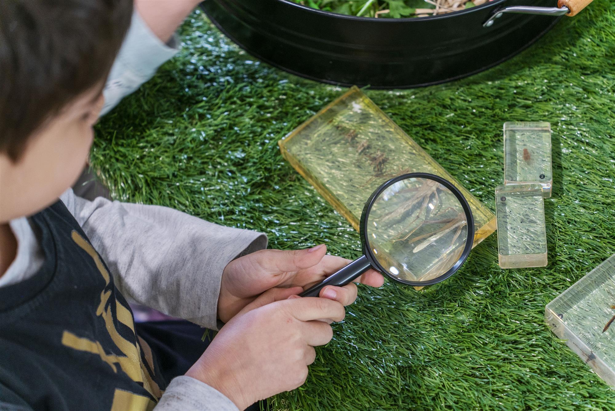 Boy looking at insects magnifying glass
